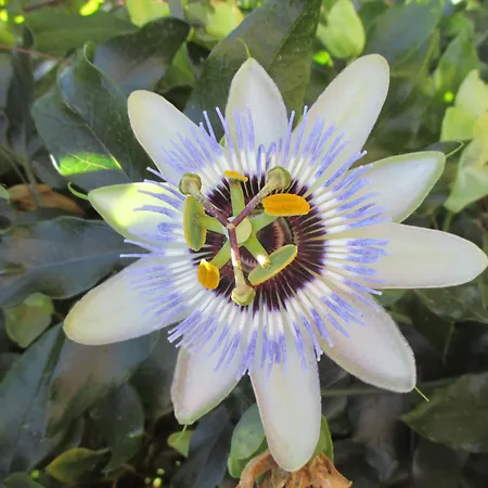 Sole E Ventu 70qm By Interhome San-Giovanni-di-Moriani