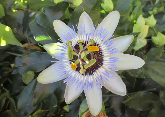 Sole E Ventu 70qm By Interhome San-Giovanni-di-Moriani