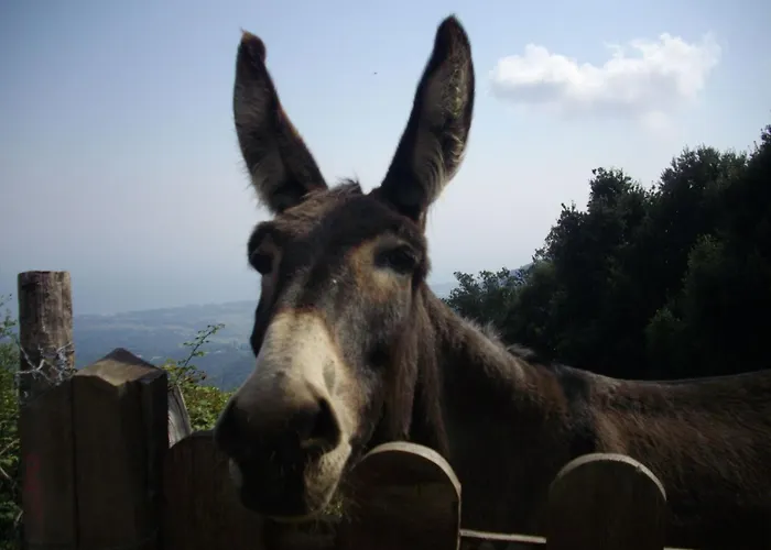 Sole E Ventu 70qm By Interhome San-Giovanni-di-Moriani