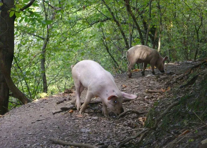 Sole E Ventu 70qm By Interhome Appartement *